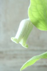~Ohgi Nursery~ 原種系クレマチス "コアクチリス" 
