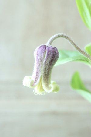 画像3: ~Ohgi Nursery~ 原種系クレマチス "アルビコマ" 