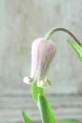 ~Ohgi Nursery~ 原種系クレマチス "オクロレウカ" 