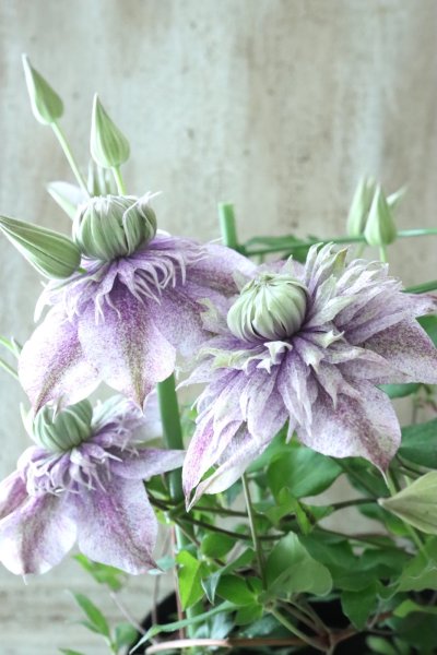 Garden Collection - Jardin de Violettes (Page 19)