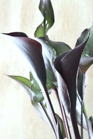 画像14: カラー ブラック 15cmポット