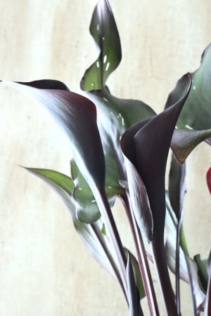 画像16: カラー ブラック 15cmポット