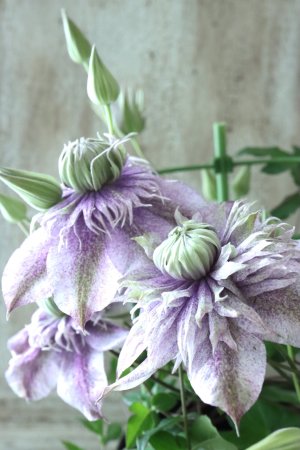 画像7: クレマチス "水面の妖精" 大苗！ 16cmポット