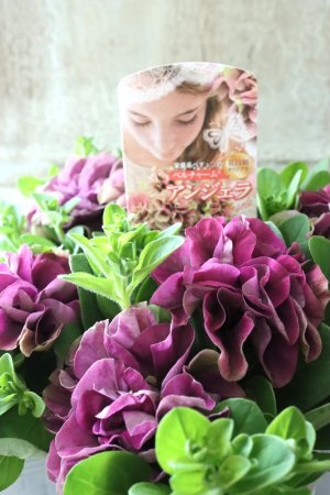 画像3: 八重咲きペチュニア "ベルチャーム アンジェラ" 