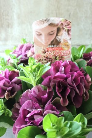 画像4: 八重咲きペチュニア "ベルチャーム アンジェラ" 
