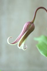 ~Ohgi Nursery~ 原種系クレマチス "コアクチリス ブラウン" 