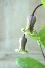 ~Ohgi Nursery~ 原種系クレマチス "オクロレウカ" 