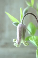 ~Ohgi Nursery~ 原種系クレマチス "コアクチリス ブラウン" 