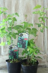 カシス　"ブラックカラント" 13.5cmポット