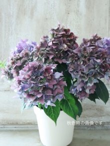 他の写真3: てまり咲き多花性アジサイ "てててまり" 12cmポット 秋色になっても綺麗! 