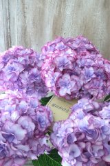 紫陽花 "星のかけら ブルー" 15cmポット