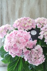 紫陽花 "月影~げつえい~ ピンク" 16cmポット 