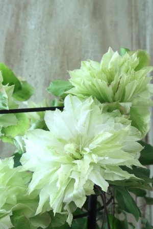 画像7: 八重咲きクレマチス "美登利~みどり~" 15cmポット