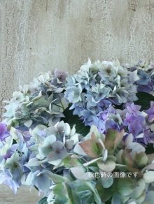 他の写真2: てまり咲き多花性アジサイ "てててまり" 12cmポット 秋色になっても綺麗! 
