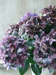 他の写真1: てまり咲き多花性アジサイ "てててまり" 12cmポット 秋色になっても綺麗! 