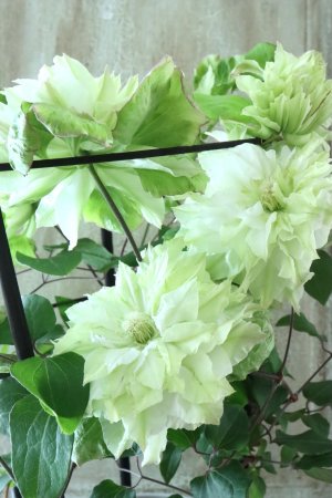 画像3: 八重咲きクレマチス "美登利~みどり~" 15cmポット