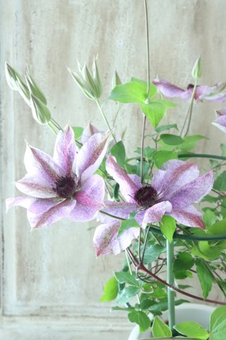 Clematis - Jardin de Violettes