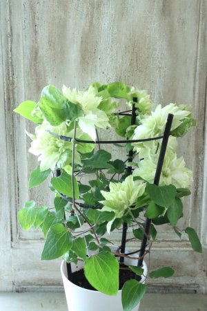 画像10: 八重咲きクレマチス "美登利~みどり~" 15cmポット