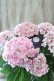 画像2: 紫陽花 "月影~げつえい~ ピンク" 16cmポット  (2)