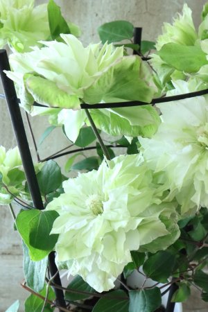 画像6: 八重咲きクレマチス "美登利~みどり~" 15cmポット