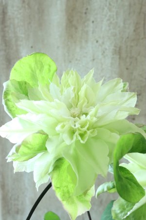 画像9: 八重咲きクレマチス "美登利~みどり~" 15cmポット