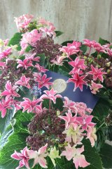 紫陽花 "月虹~げっこう~ ピンク" 16cmポット 