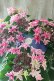画像1: 紫陽花 "月虹~げっこう~ ピンク" 16cmポット  (1)