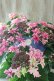 画像4: 紫陽花 "月虹~げっこう~ ピンク" 16cmポット 
