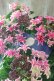 画像5: 紫陽花 "月虹~げっこう~ ピンク" 16cmポット 