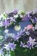 画像9: 紫陽花 "月虹~げっこう~ ブルー" 16cmポット 