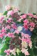画像2: 紫陽花 "月虹~げっこう~ ピンク" 16cmポット  (2)