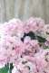 画像8: 紫陽花 "月影~げつえい~ ピンク" 16cmポット 