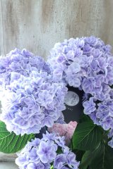 紫陽花 "月影~げつえい~ ブルー" 16cmポット 