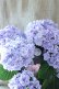 画像1: 紫陽花 "月影~げつえい~ ブルー" 16cmポット  (1)