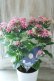 画像12: 紫陽花 "月虹~げっこう~ ピンク" 16cmポット 
