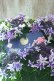 画像7: 紫陽花 "月虹~げっこう~ ブルー" 16cmポット 