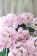 画像9: 紫陽花 "月影~げつえい~ ピンク" 16cmポット 
