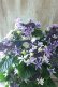 画像14: 紫陽花 "月虹~げっこう~ ブルー" 16cmポット 