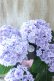 画像2: 紫陽花 "月影~げつえい~ ブルー" 16cmポット  (2)