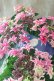 画像8: 紫陽花 "月虹~げっこう~ ピンク" 16cmポット 