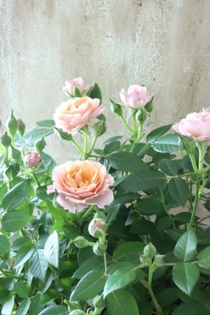 画像1: 四季咲きバラ "カーナ ハニーゴールド" 14.5cmポット 
