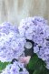 画像3: 紫陽花 "月影~げつえい~ ブルー" 16cmポット 