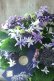画像21: 紫陽花 "月虹~げっこう~ ブルー" 16cmポット 