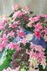画像7: 紫陽花 "月虹~げっこう~ ピンク" 16cmポット 