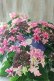 画像3: 紫陽花 "月虹~げっこう~ ピンク" 16cmポット 