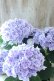 画像8: 紫陽花 "月影~げつえい~ ブルー" 16cmポット 
