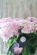 画像5: 紫陽花 "月影~げつえい~ ピンク" 16cmポット 
