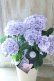画像16: 紫陽花 "月影~げつえい~ ブルー" 16cmポット 