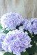 画像7: 紫陽花 "月影~げつえい~ ブルー" 16cmポット 