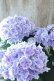 画像6: 紫陽花 "月影~げつえい~ ブルー" 16cmポット 